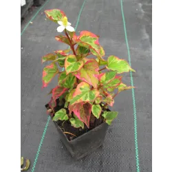 Houttuynia cordata Chamaeleon - Tułacz pstry Chamaeleon - Pstrolistka sercowata